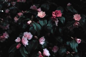 pink-flowers-photograph-1083822