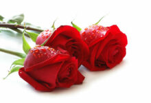 intimni odnos u islamu