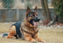 prodaja i kupovina pasa