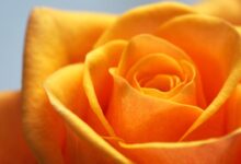 pod majčinim nogama