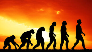 Teorija evolucije