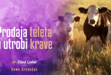 Tele u utrobi krave