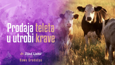 Tele u utrobi krave
