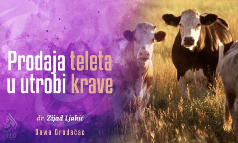 Tele u utrobi krave